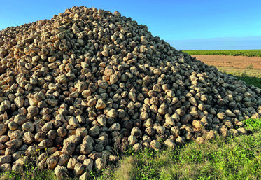 Pour la campagne 2021, le rendement moyen régional est en baisse de 10	% par rapport à la moyenne quinquennale.