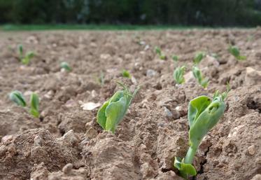 Semer son pois de printemps précocement est l'une des clés de réussite.