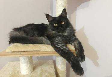 Chatte maine coon.