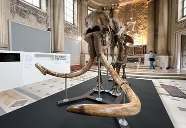 Le 2 février, à Chartres. Un squelette de mammouth laineux se dresse dans la chapelle du musée des Beaux-Arts.
