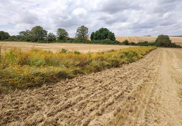 En Eure-et-Loir, une dizaine d'agriculteurs a implanté ce type de bandes ­fleuries. La chambre d'Agriculture et l'association Hommes et territoires se chargent d'en mesurer l'impact.