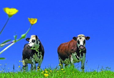 Riche en protéines digestibles, l’herbe pâturée est un plat de choix pour les ruminants.