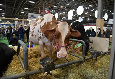 Naia Red, prim'holstein à la robe rouge, du Geac Les Bordelets.