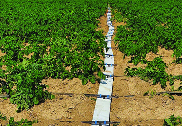 Le goutte-à-goutte permettrait de réaliser une économie d’eau de l’ordre de 20	% par rapport à une irrigation par enrouleurs. 