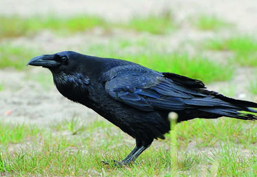 Il est important de recenser les colonies de corvidés. La FNSEA 41 attend vos informations.