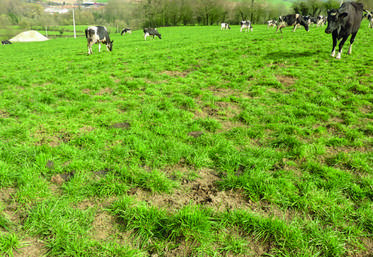 Un préalable au sursemis	: disposer d'une prairie ouverte disposant encore d'un fonds prairial de bonne qualité.
