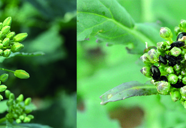Faible (à gauche) et forte (à droite) infestation en méligèthes sur colza.
