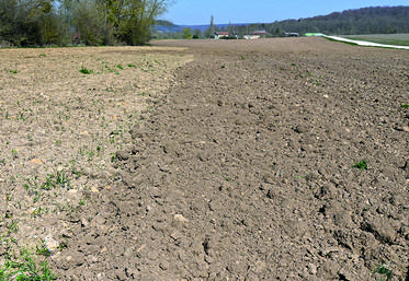 Le tournesol a besoin d’un lit de semences assez fin.
