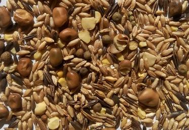 Il est nécessaire d’estimer la valeur alimentaire du méteil car elle peut varier considérablement selon la part de protéagineux récoltés.