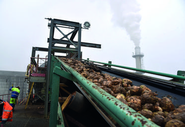 Les betteraves récoltées par le site Cristal Union de Corbeilles-en-Gâtinais en novembre dernier.