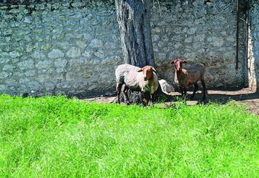 La vaine pâture est le droit qu’ont les habitants d’une commune de faire paître leur bétail sur les terres incultes de la commune, bords des chemins, etc.