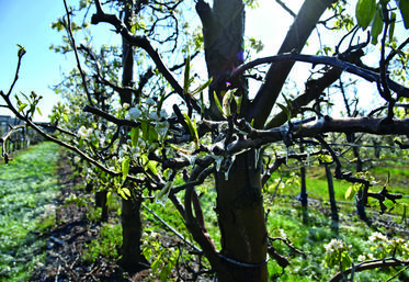 Après l'épisode de gel de début avril, les regards se tournent vers les arbres fruitiers dont le développement végétatif était le plus avancé.