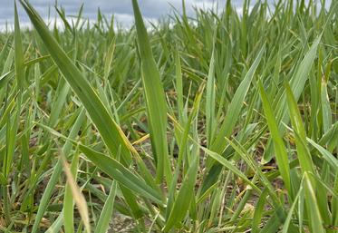 Les plafonds d’aides à la conversion et au maintien bio sont relevés pour 2022.