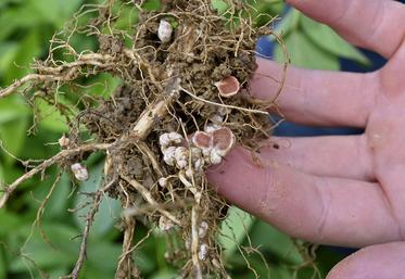 La culture du soja est une culture complexe.