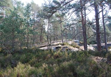 La forêt de Fontainebleau fait partie des massifs surfréquentés. 