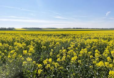 La période de traitement phytosanitaire autorisée pendant la floraison est ­restreinte (deux heures avant le coucher du soleil et trois heures après), sauf si la température est suffisamment basse pour éviter la présence d’abeilles.