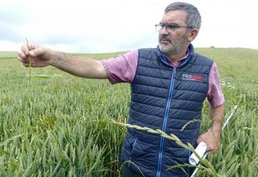 Pour Hervé Georges, de la chambre d'Agriculture de la Somme, le faux-semis est une solution agronomique très intéressante alors que le problème adventices se tend un peu partout. Dans cette parcelle, le ray-grass est devenu résistant.