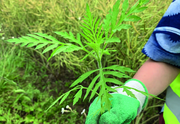 Depuis 2017, l'ambroisie à feuilles d'armoise est réglementée en tant qu'espèce végétale nuisible à la santé.