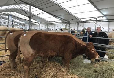 Coulommiers, samedi 9 avril. Les juges notent les animaux présentés.
