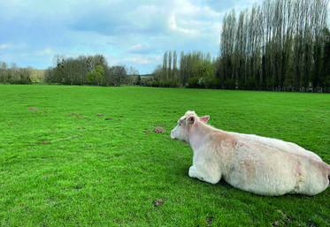 Pour être éligible à l’ICHN, l’exploitation et au moins 80	% de sa SAU doivent être situées en Zone défavorisée simple. Il faut également détenir au moins 3 UGB herbivores ou ­porcines et 3 ha de surfaces fourragères primables.