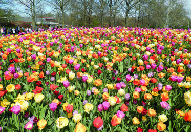 Le parc de Keukenhof présente une impressionnante variété de tulipes, parfois associées à d'autres fleurs, comme des narcisses, des jonquilles ou des asters. 