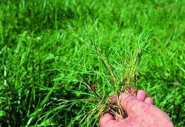 Pour conserver le plus longtemps possible une prairie de qualité, il faut ­commencer par identifier et éliminer les causes de dégradation. 