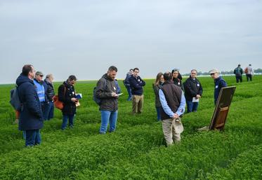 Le 28 avril, à Gallardon. Les acteurs de la filière lin oléagineux se sont retrouvés dans les champs, pour suivre différents ateliers.