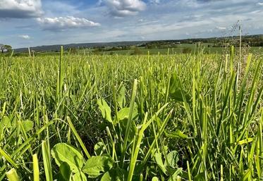 Les prairies multi-espèces sont incontournables pour tendre vers l’autonomie alimentaire et sécuriser les systèmes.