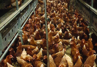 Des balances automatisées pour les élevages avicoles sont actuellement en test dans quatre exploitations franciliennes.