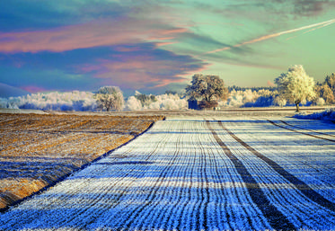 La procédure de déclaration des pertes subies dans les cultures à la suite du gel d'avril 2021 est ouverte jusqu'au 31 mai.