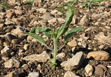 La crispation des feuilles de tournesol doit alerter.
