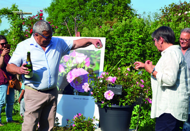 À la Roseraie de Morailles, Philippe Chaline, maire de Pithiviers-le-Vieil, a baptisé au champagne le rosier dont il est le parrain.