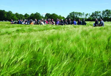 Mercredi 25 mai, à Mottereau. Les adhérents de la CABBP ont pu faire le tour commenté des variétés proposées par la coopérative.