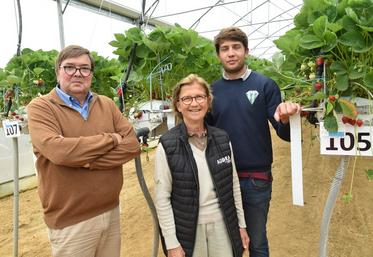 En mai 2022 à Villeroy. La famille Codron dans la serre de fraises.