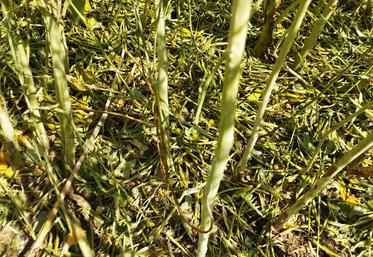 Les colzas détruits par la grêle à la suite de l'orage du samedi 4 juin 2022.