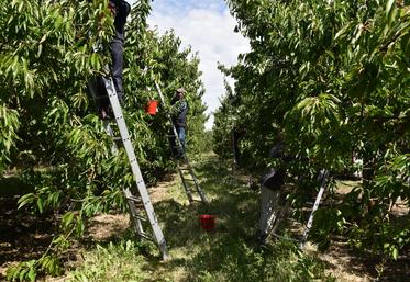 Cueilleurs de cerises.