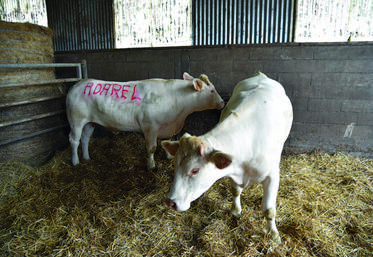 Afin de mettre en avant la partie élevage, une vache a été marquée du nom Adarel pour l'occasion. Les participants devaient deviner au plus juste le poids de l'animal ayant effectué du pâturage tournant et ainsi tenter de remporter des lots.