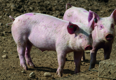 Le dernier cas identifié en Allemagne a été détecté dans une exploitation porcine de 35 porcs en plein air.