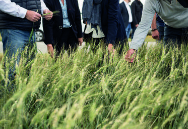 La présidente de la Région s'est rendue sur une parcelle grêlée avec sa vice-présidente en charge de l'Agriculture, Valérie Lacroute.