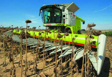 Le Sunspeed de Class saisit les tournesols à l'aide des plateaux cueilleurs. 