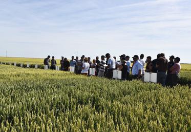 Mardi 14 juin, à Morville-en-Beauce. Durant la matinée, les essais variétaux blé ont été présentés aux visiteurs venus nombreux.