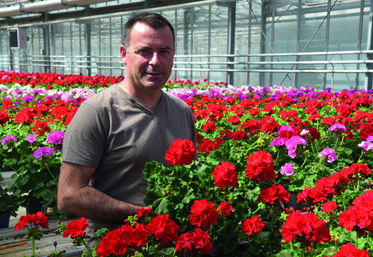 Faremoutiers, jeudi 2 juin. Régis Benoist au milieu de sa serre de géraniums. Cette année, le rose est privilégié au rouge contrairement à d'habitude.