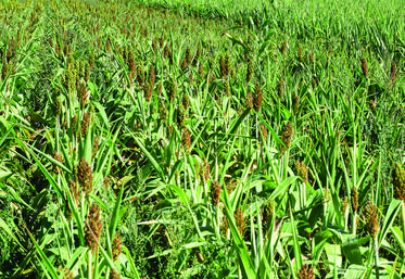 Semés entre mai et juillet, les sorghos fourragers multicoupes continuent de pousser par fortes chaleurs.
