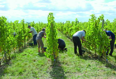 Le fait de cocher Motif saisonnier n’est pas suffisant comme seule indication sur le contrat. Il est nécessaire d’apporter des éléments complémentaires ­précis	: cultures concernées, tâches liées à la saison.
