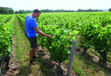 Florent Jumert, viticulteur et co-gérant de la Cave de la Berthelotière à Villiers-sur-Loire, présente ses vignes de pineau-d'Aunis. 