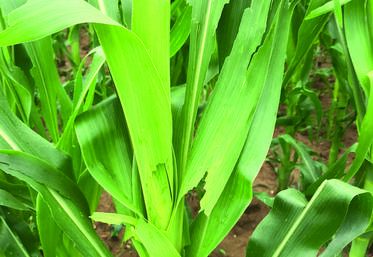 Maïs impacté par les grêlons à La Croix-en-Brie.
