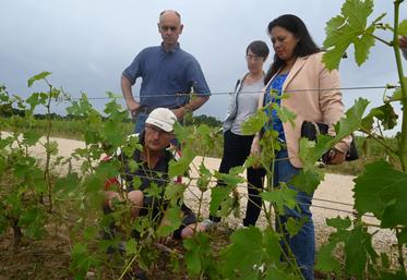 Mercredi 22 juin, au Controis-en-Sologne. Temanuata Girard observe les dégâts sur les vignes de Lionel Gosseaume en présence de François Cazin. 