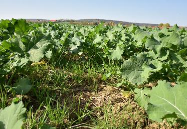 Vulpin dans le colza.