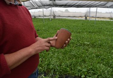 Le mycélium est implanté dans des pots d’argile comme celui-ci.