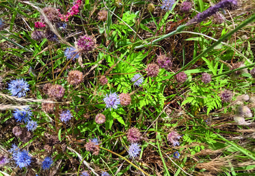 Petits pieds d'ambroisie à feuilles d'armoise (plante invasive) parmi des plants de jasione des montagnes (plante rare en Île-de-France).
